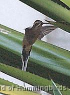 Hummingbird Garden Catalog: Planalto Hermit